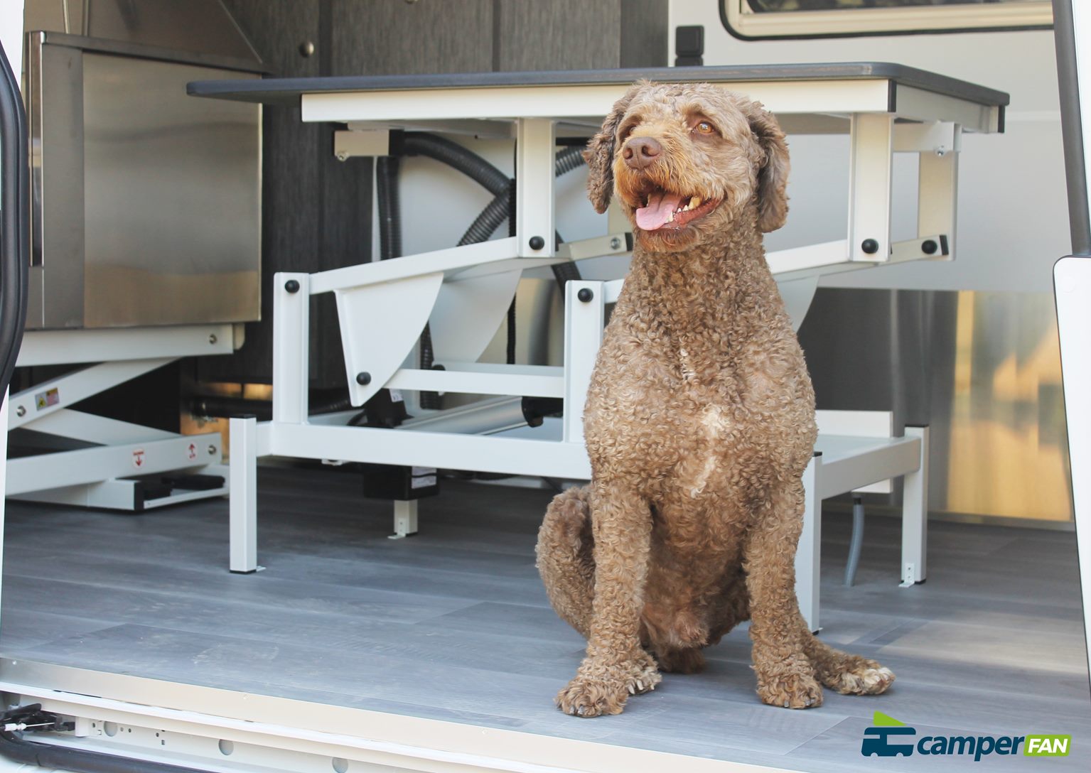 Perro en Ducato Peluqueria Canina